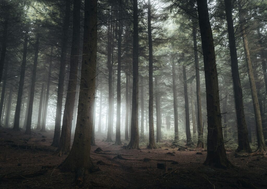 Pine woodland in the Forest of Dean, Gloucestershire, on a misty morning